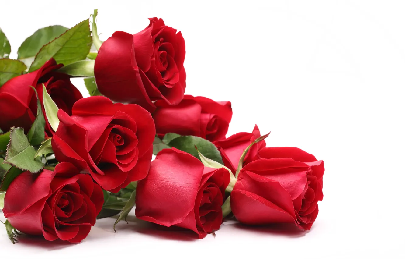 Фото обои красные, Розы, 8 марта, международный женский день