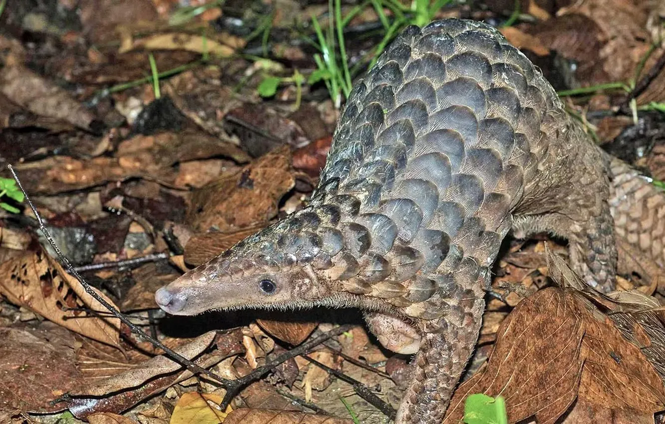 Фото обои animal, Java, Manis, Sunda Pangolin