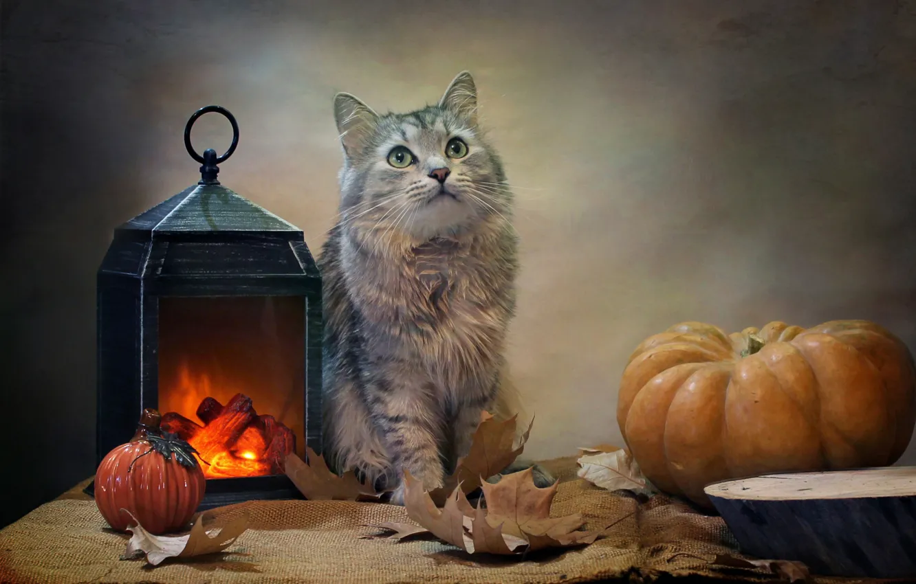 Фото обои кот, листья, животное, фонарь, тыквы, ткань, мешковина, Ковалёва Светлана