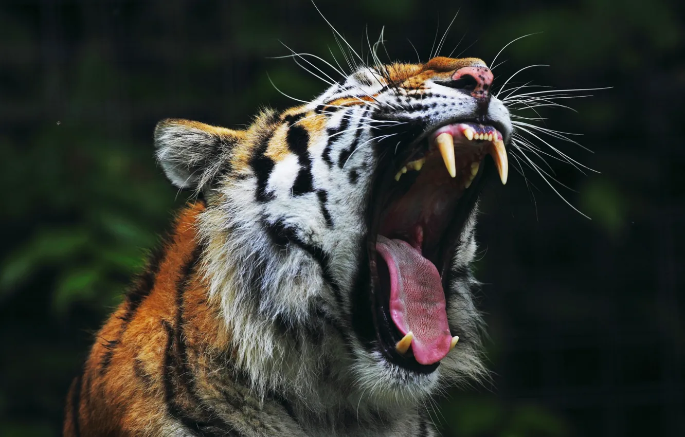 Фото обои Tiger, roar, mouth, teeth, yarn