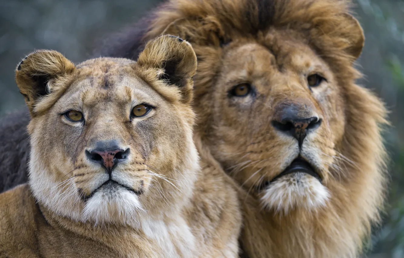 Фото обои взгляд, кошки, лев, пара, львы, львица, морды, ©Tambako The Jaguar