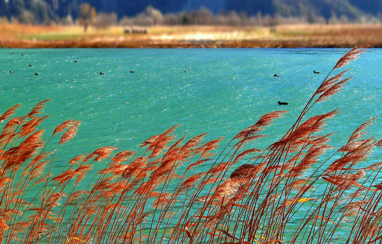 Фото обои осень, вода, птицы, озеро, река, растение