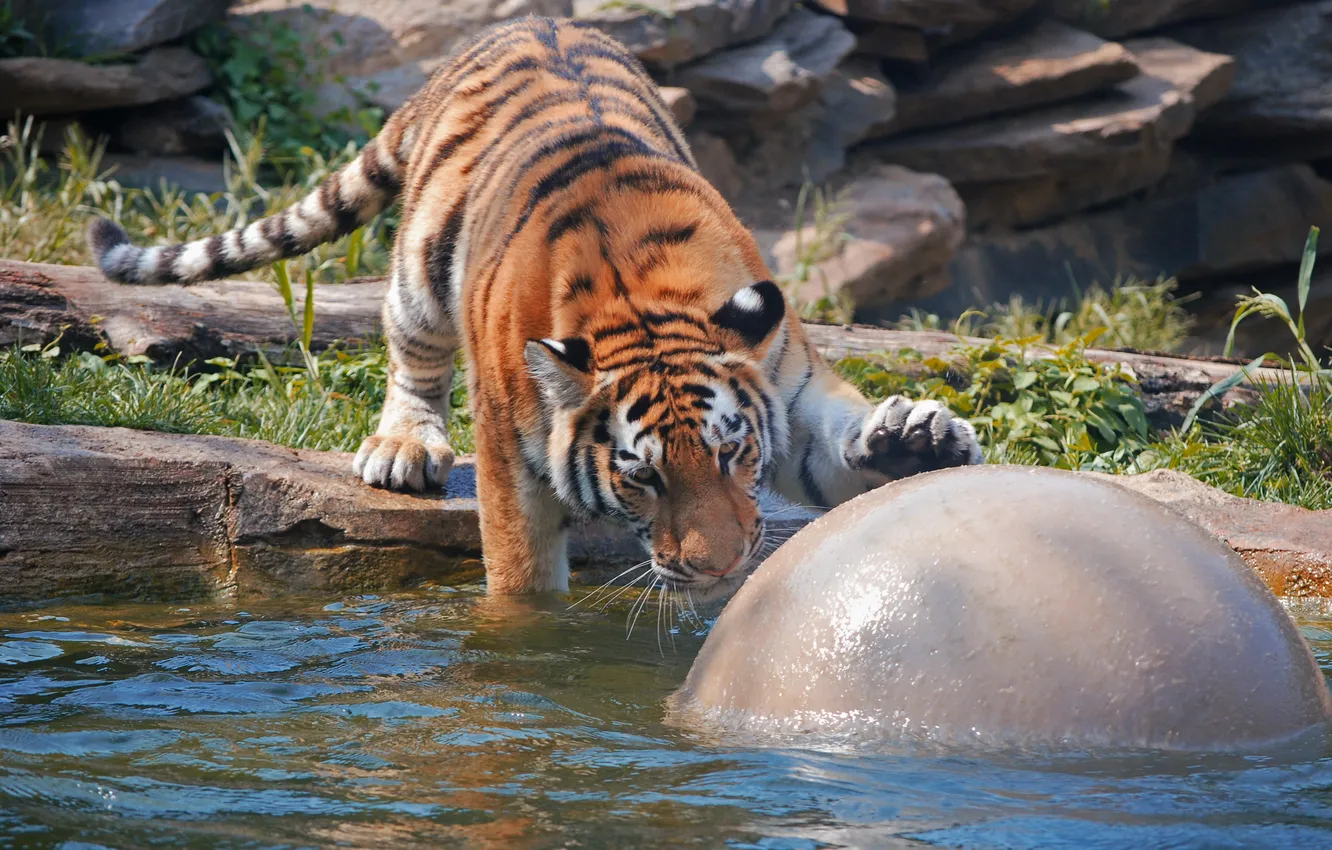 Фото обои кошка, вода, тигр, игра, мяч, купание, амурский