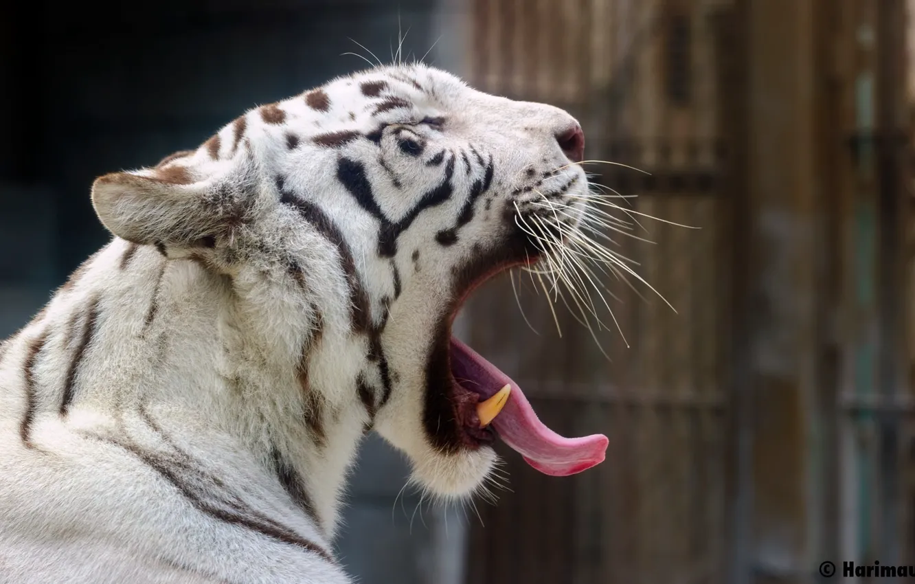 Фото обои язык, морда, хищник, пасть, клыки, профиль, белый тигр, дикая кошка