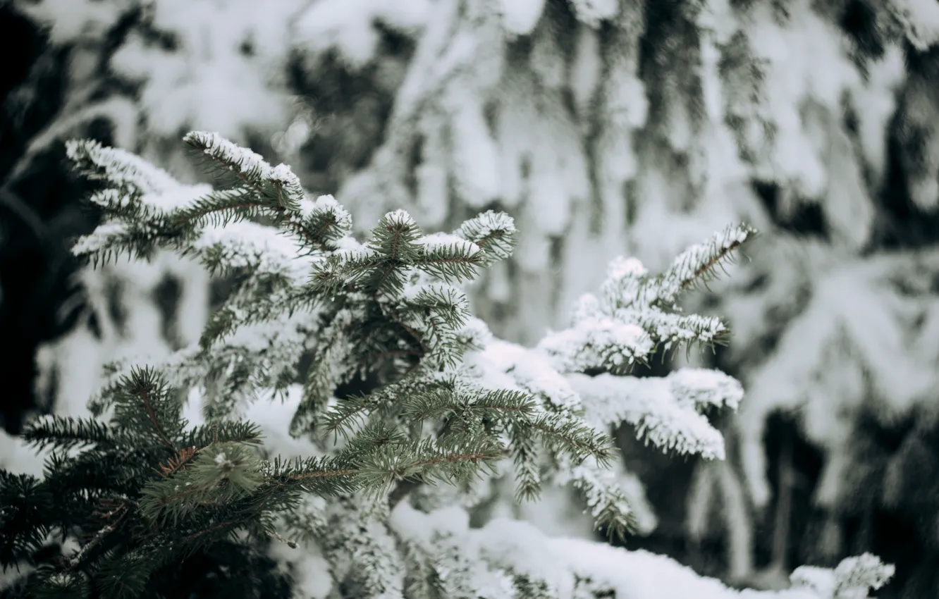 Фото обои снег, уют, новый год, сугробы, ёлки