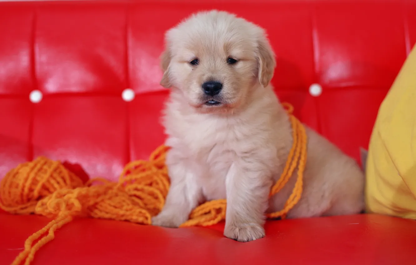 Фото обои красный, диван, собака, щенок, нитки, пряжа, обои от lolita777