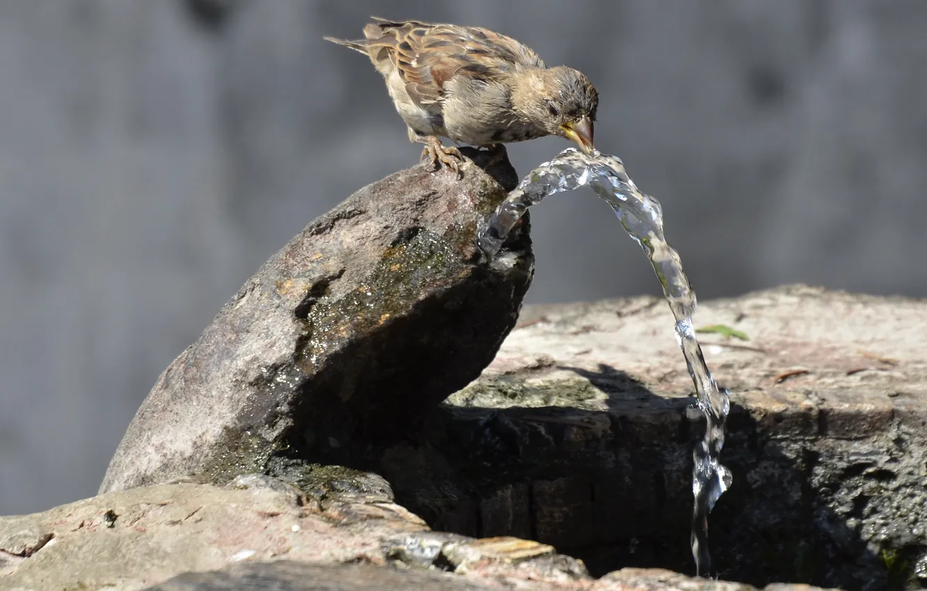 Фото обои вода, природа, камни, птица, воробей, струя, фонтанчик