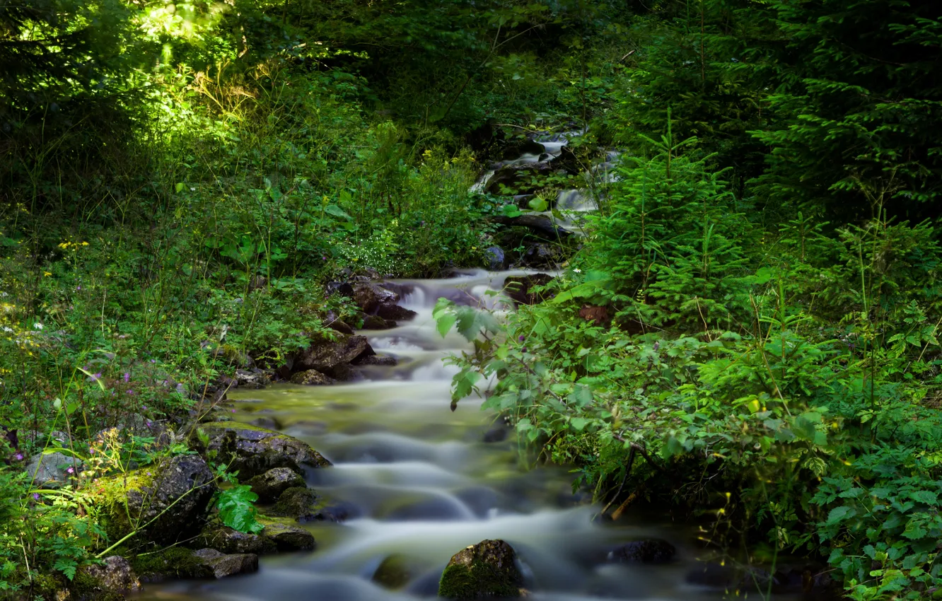 Фото обои Природа, Поток, Лес, Nature, Речка, River, Forest, Flow