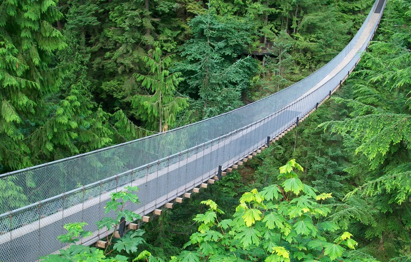 Фото обои braces, suspension bridge, metal mesh, jungle green
