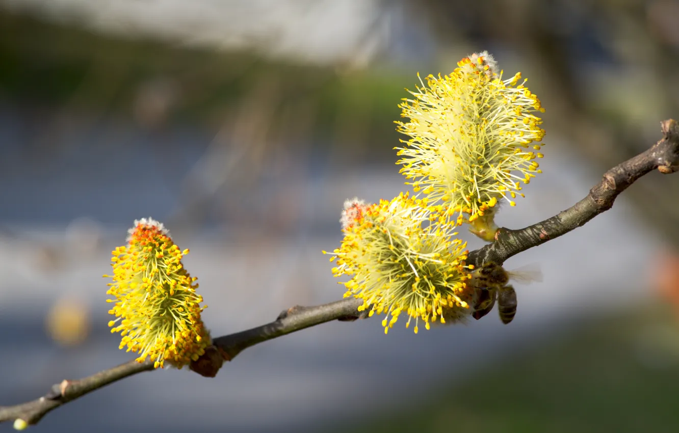 Верба цветет желтым. Salix caprea. Ива Козья. Верба и Ива. Ива Козья в природе