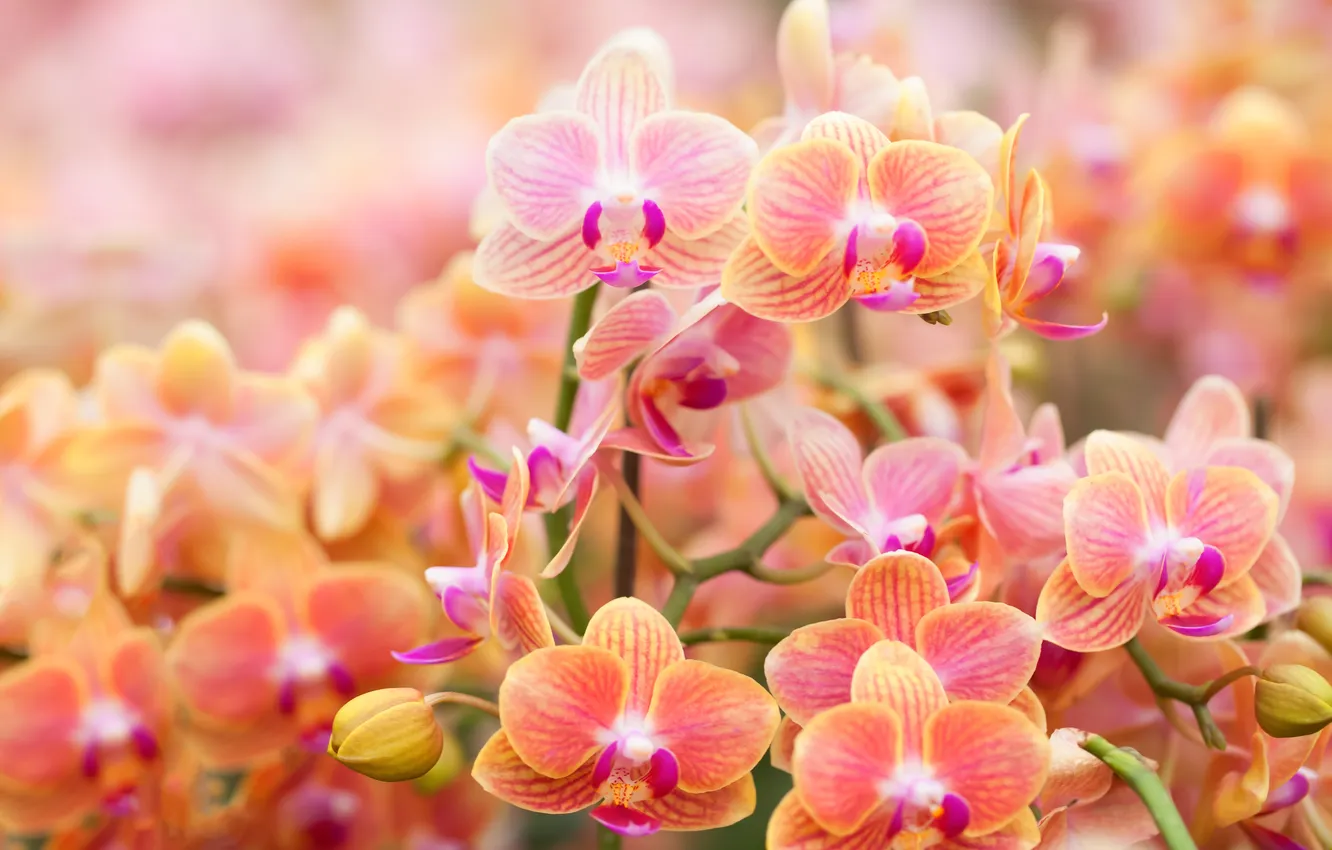 Фото обои цветы, орхидеи, цветение, flowers, orchids, flowering