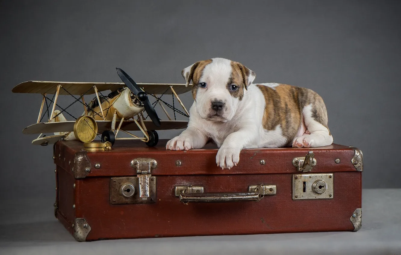 Фото обои самолет, собака, щенок, чемодан, puppy, airplane, suitcase, the dog