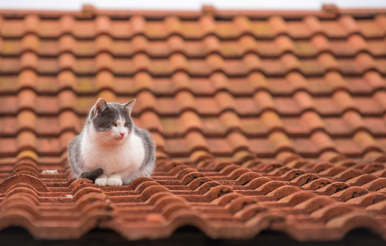 Фото обои крыша, кот, черепица