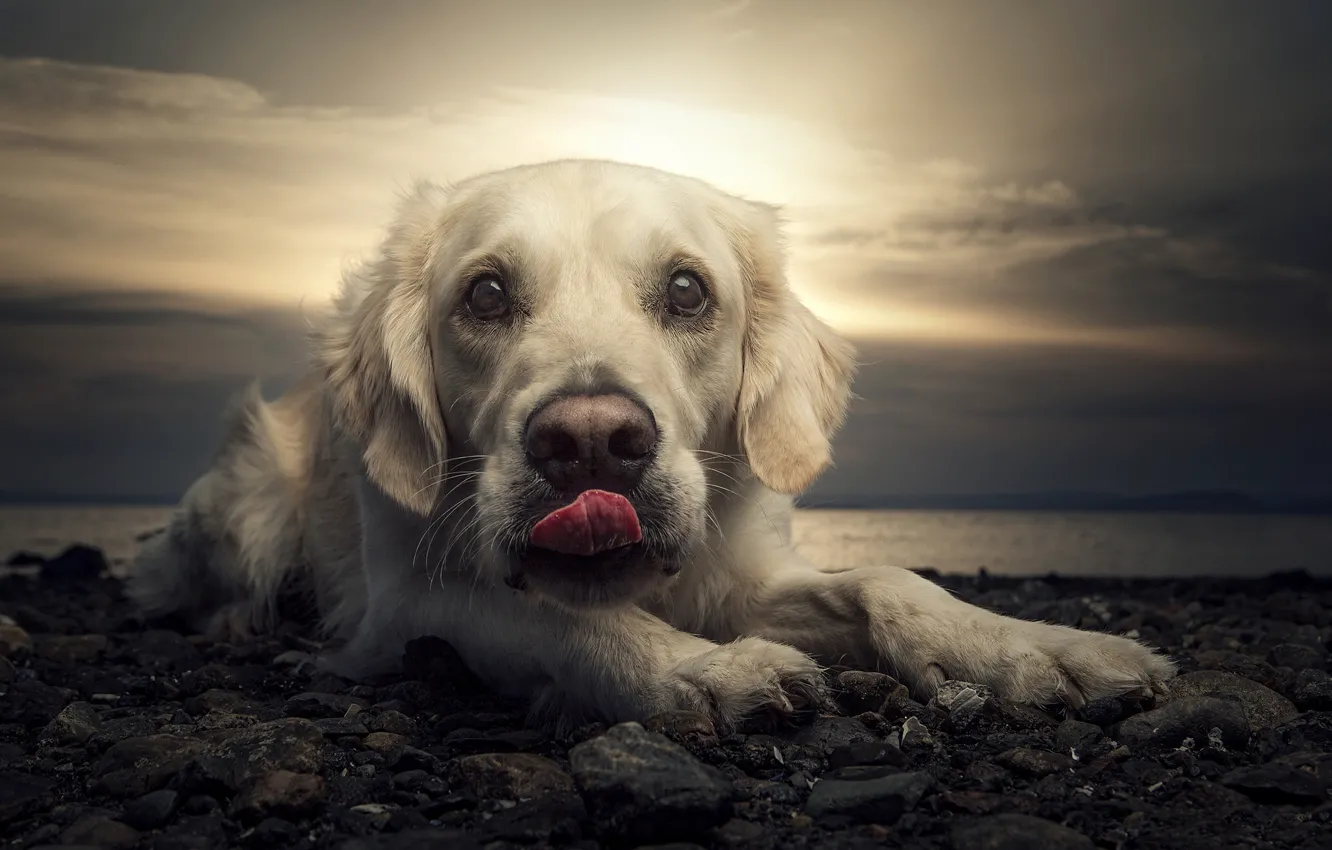 Фото обои пляж, закат, портрет, собака, лабрадор