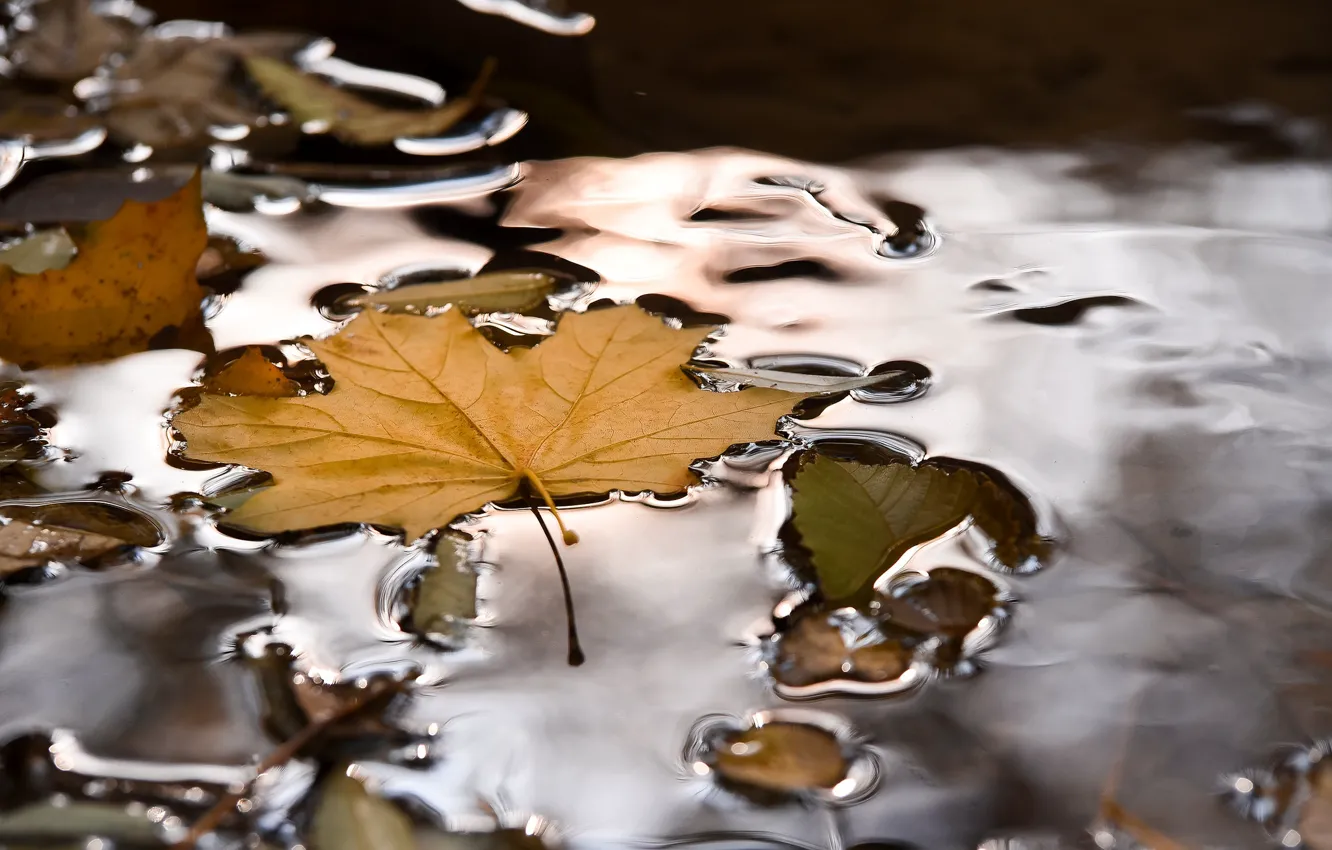 Фото обои вода, природа, лист