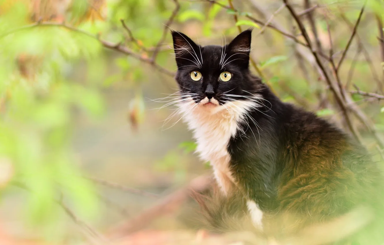 Фото обои осень, кошка, глаза, кот, взгляд, листья, ветки, желтый