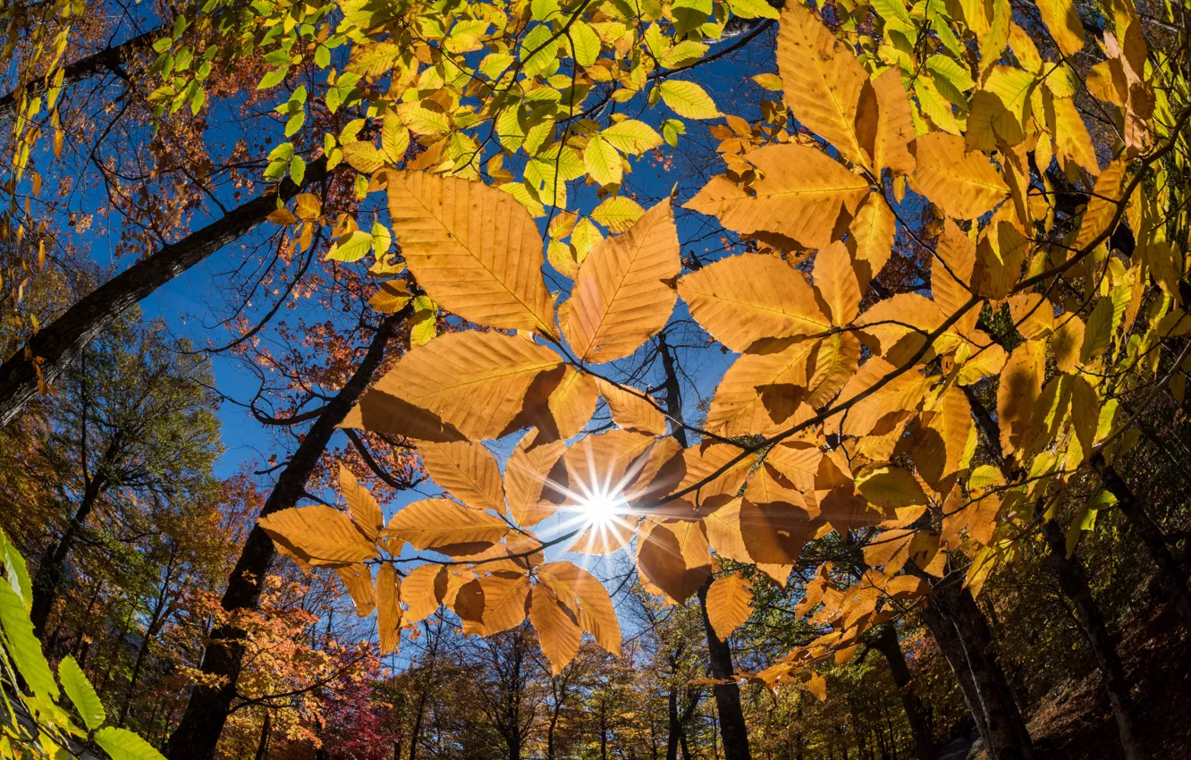 фото листьев деревьев осенью