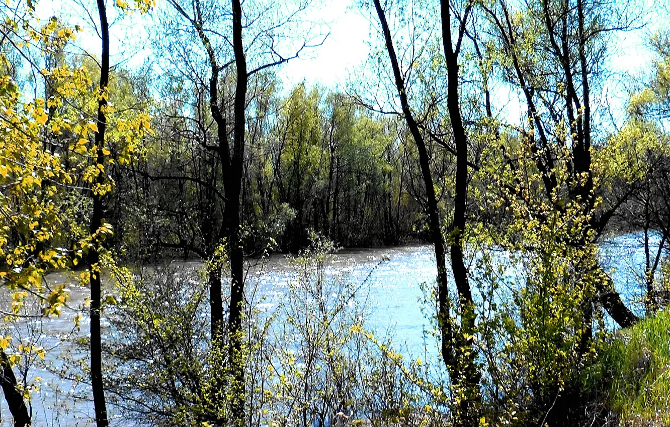 Фото обои берег, весна, Река, май