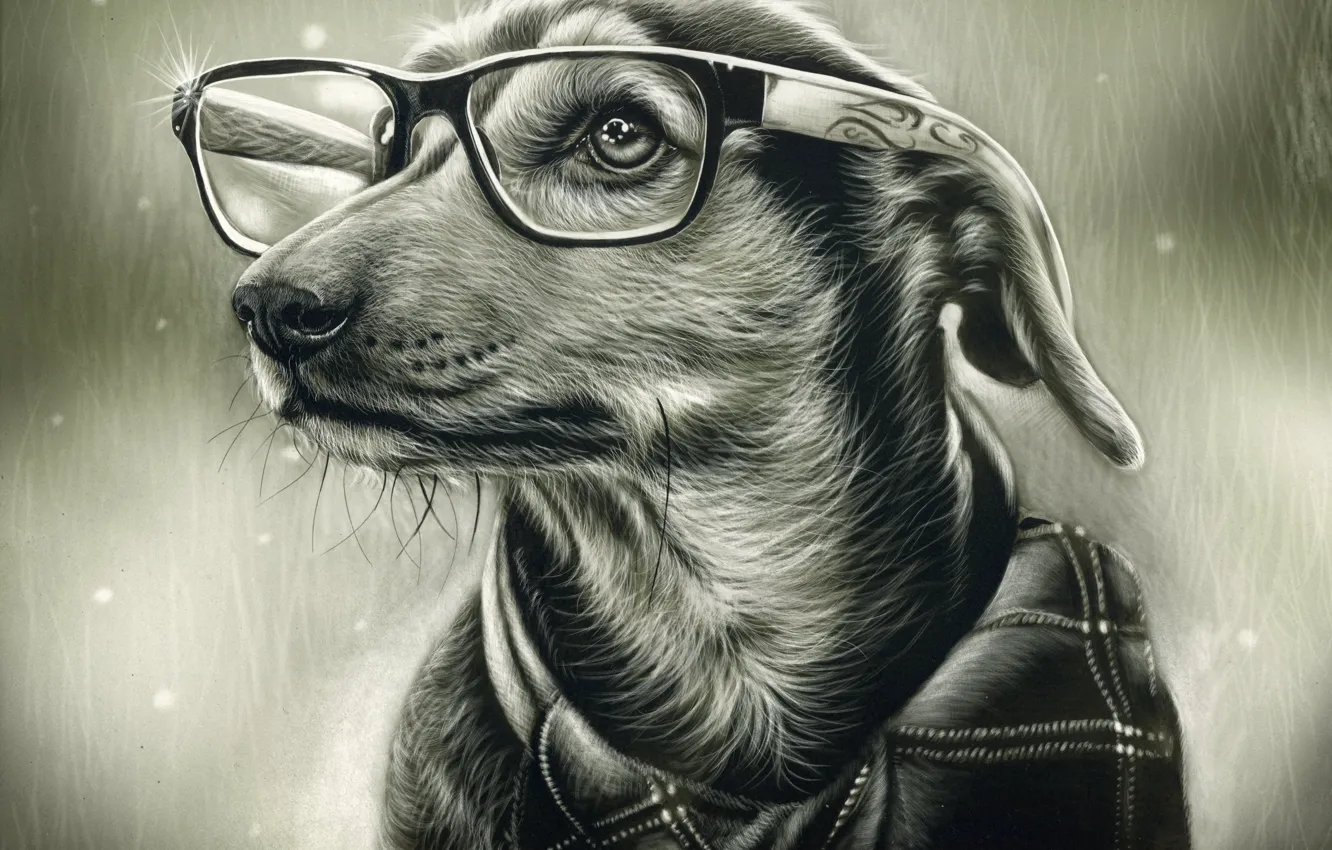 Фото обои собака, очки, рисунок простым карандашом