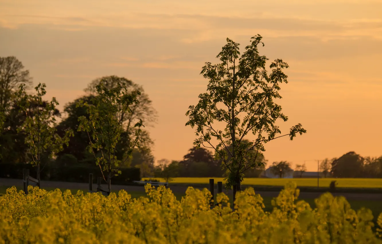 Фото обои sky, field, landscape, sunset, cloud, tree, dusk, countryside