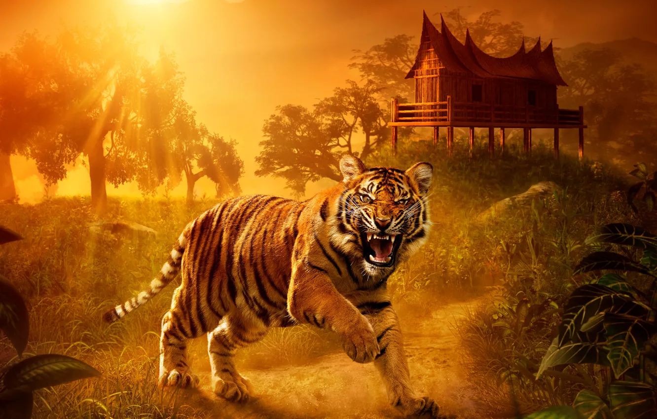 Фото обои взгляд, закат, природа, тигр, хищник, домик