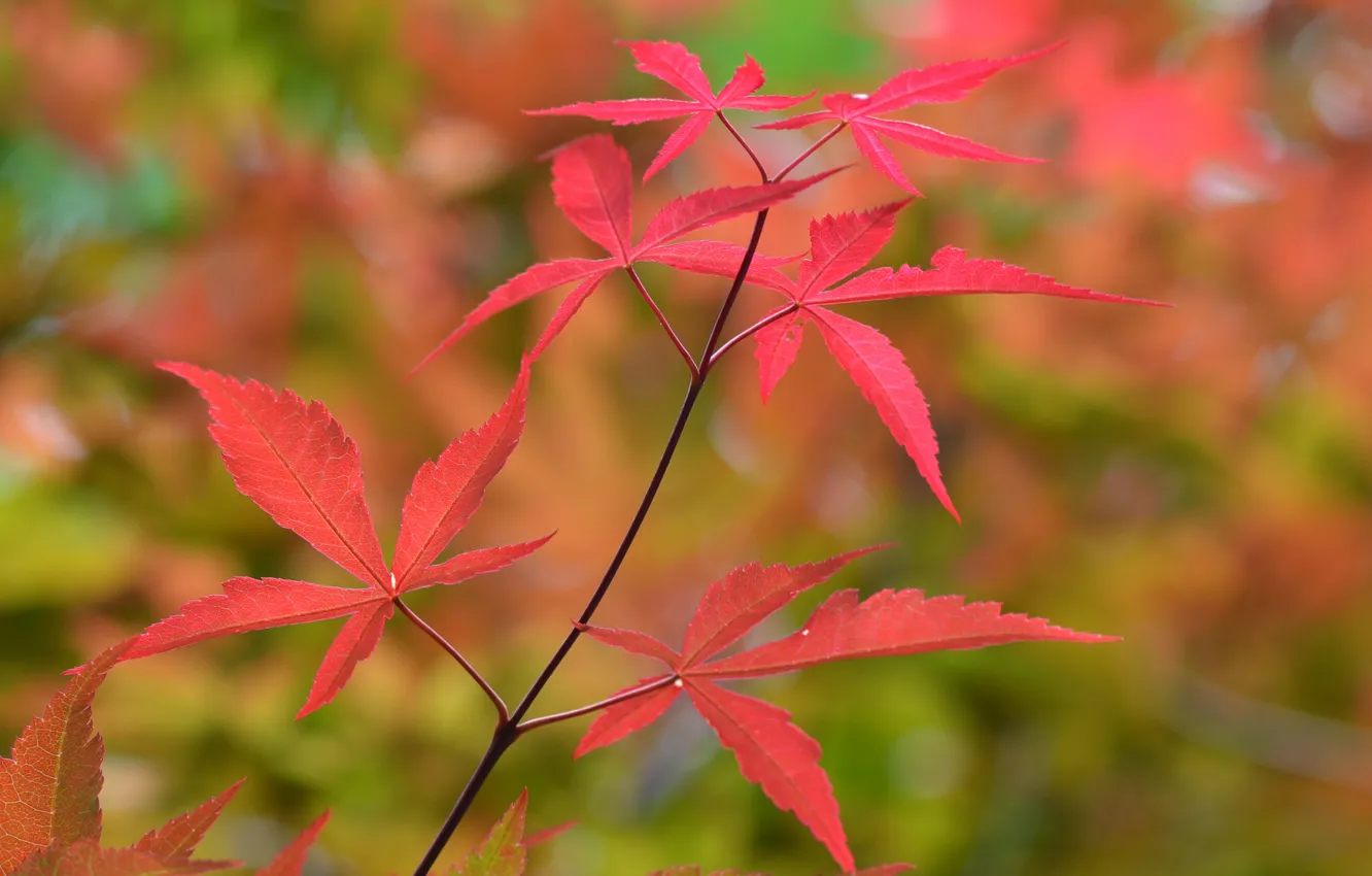Фото обои осень, листья, макро, цвет, ветка
