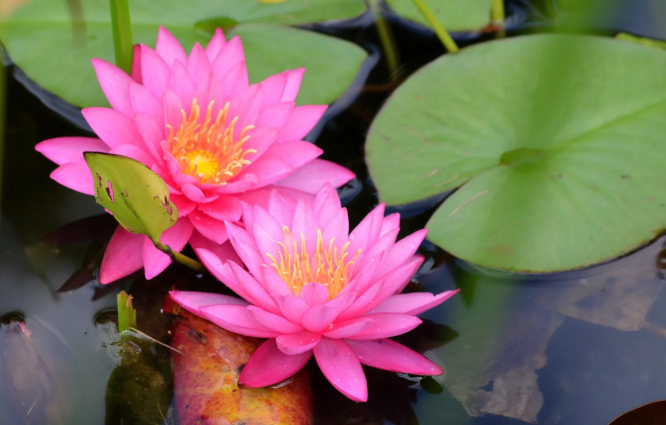 Фото обои Пруд, Pond, Water lily, Водяная лилия, Розовая лилия, Pink lily