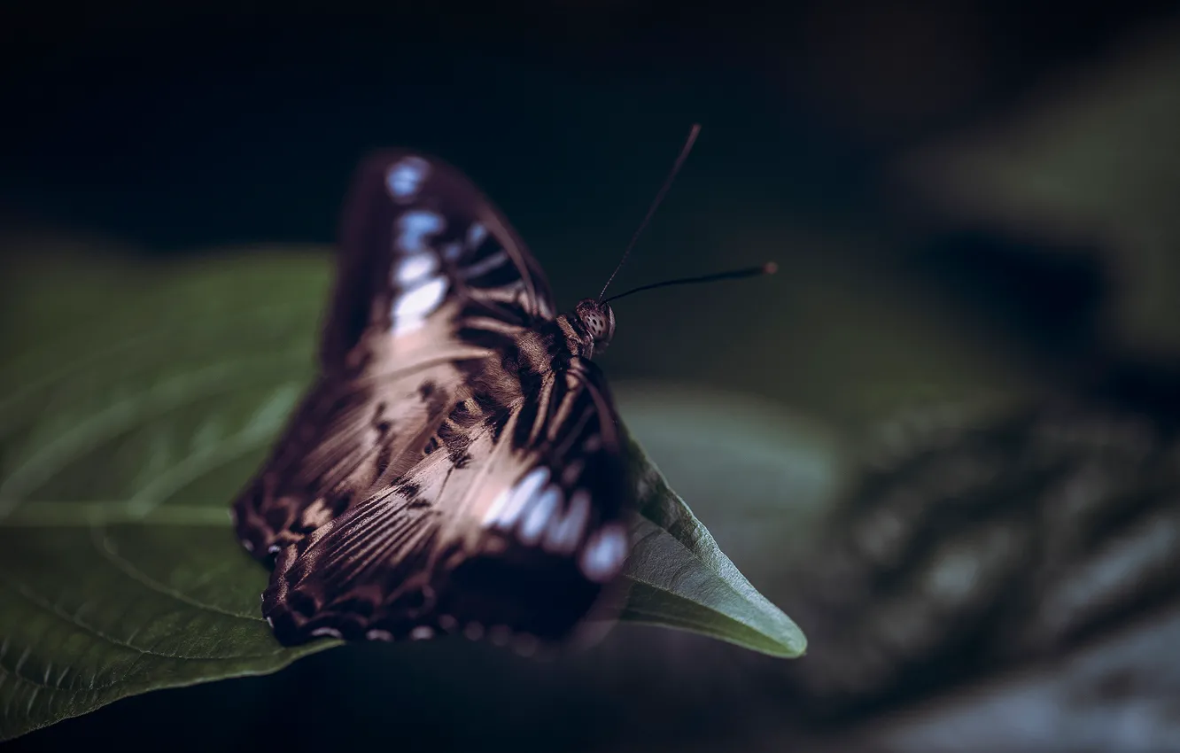 Фото обои лист, фон, бабочка