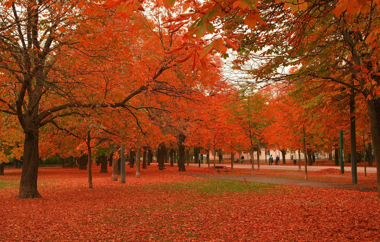 Фото обои осень, красное, клены