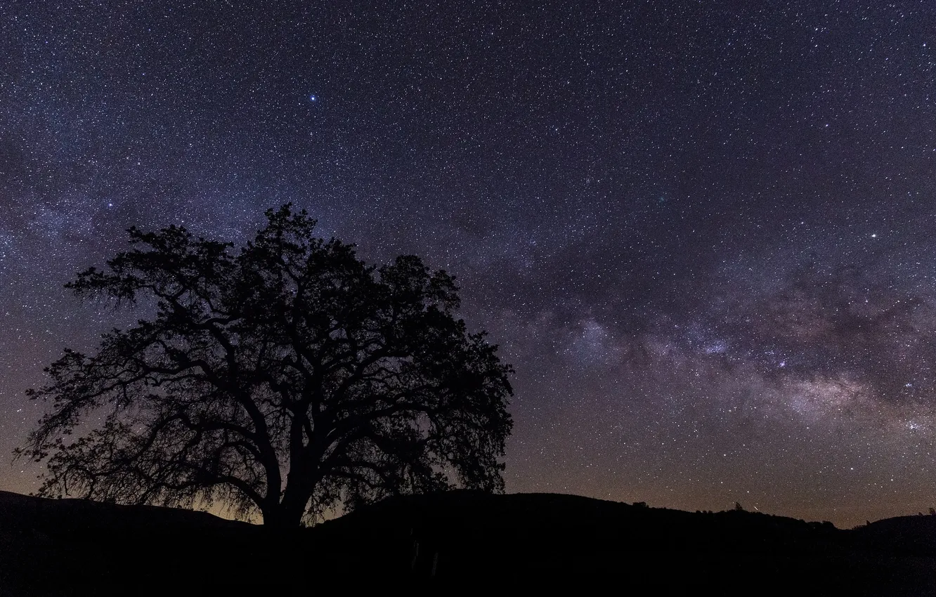 Фото обои звезды, ночь, природа, дерево, силуэт