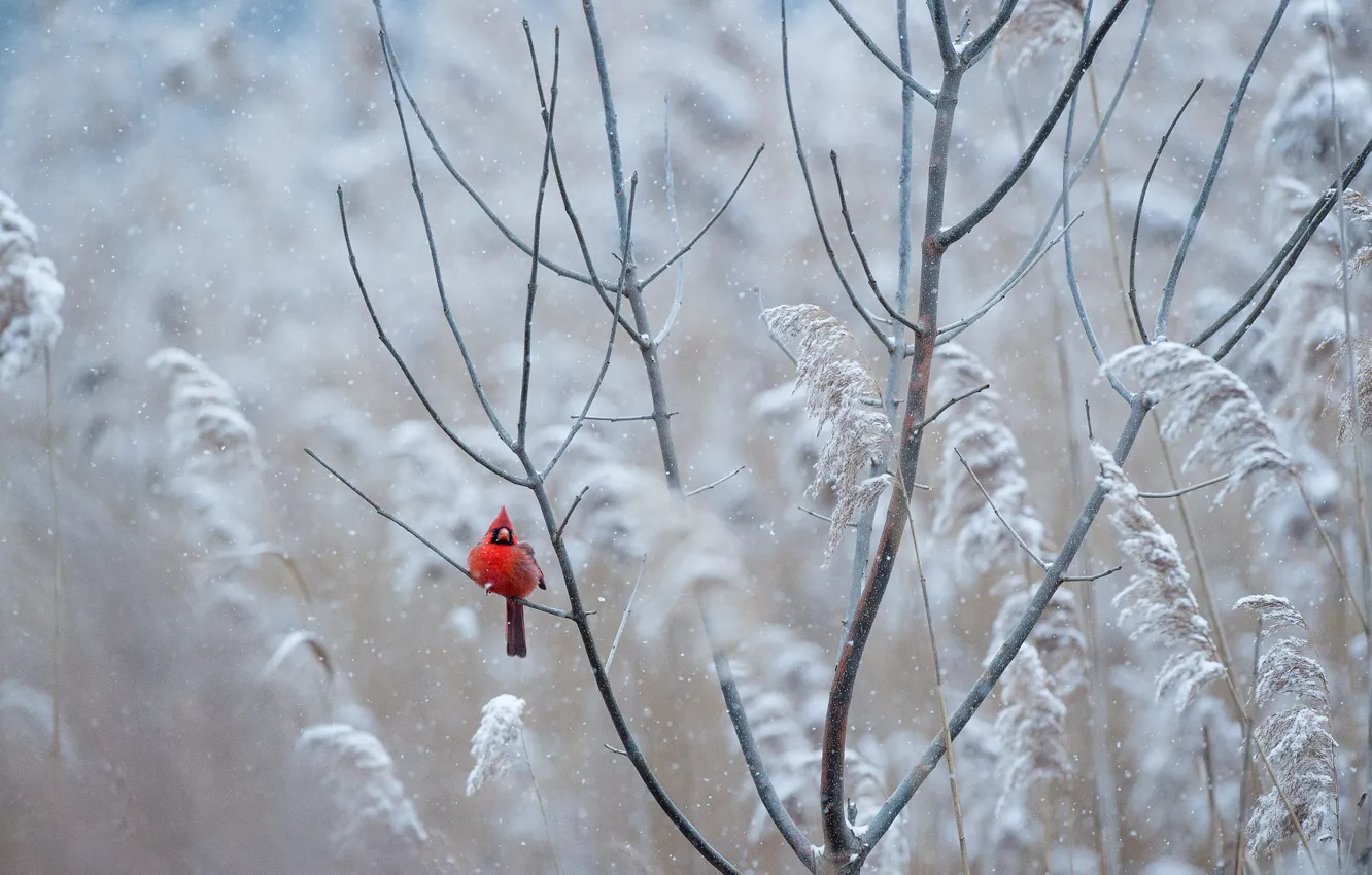 Фото обои red, bird, winter, freeze, wildlife, cardinal, frost, snowing