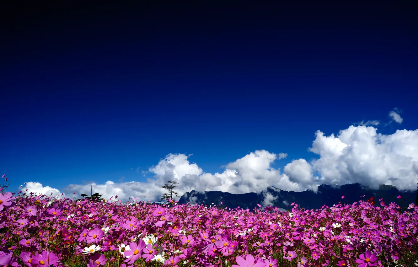 Фото обои солнце, облака, цветы, горы, розовые, полевые, космея