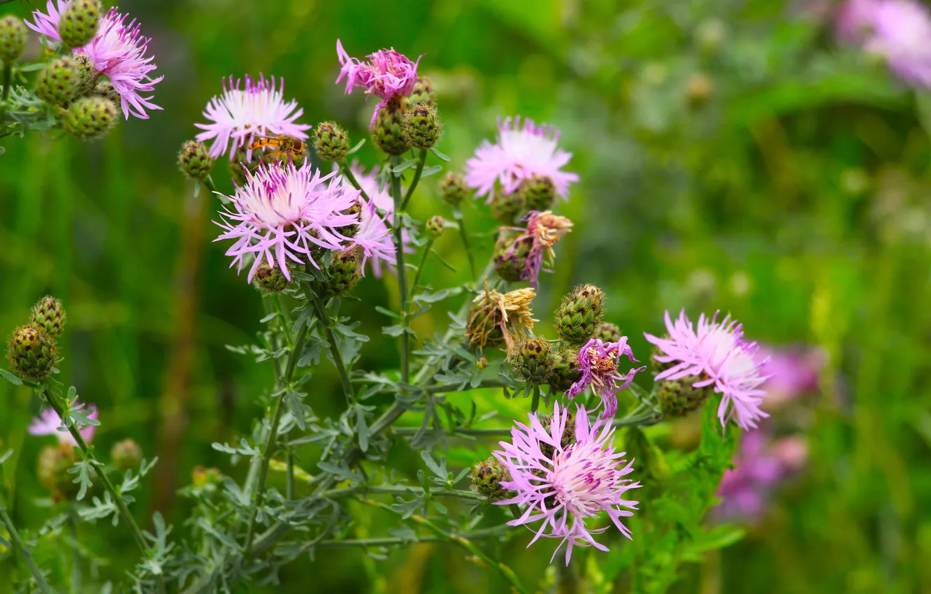 Фото обои flower, pink, meadow