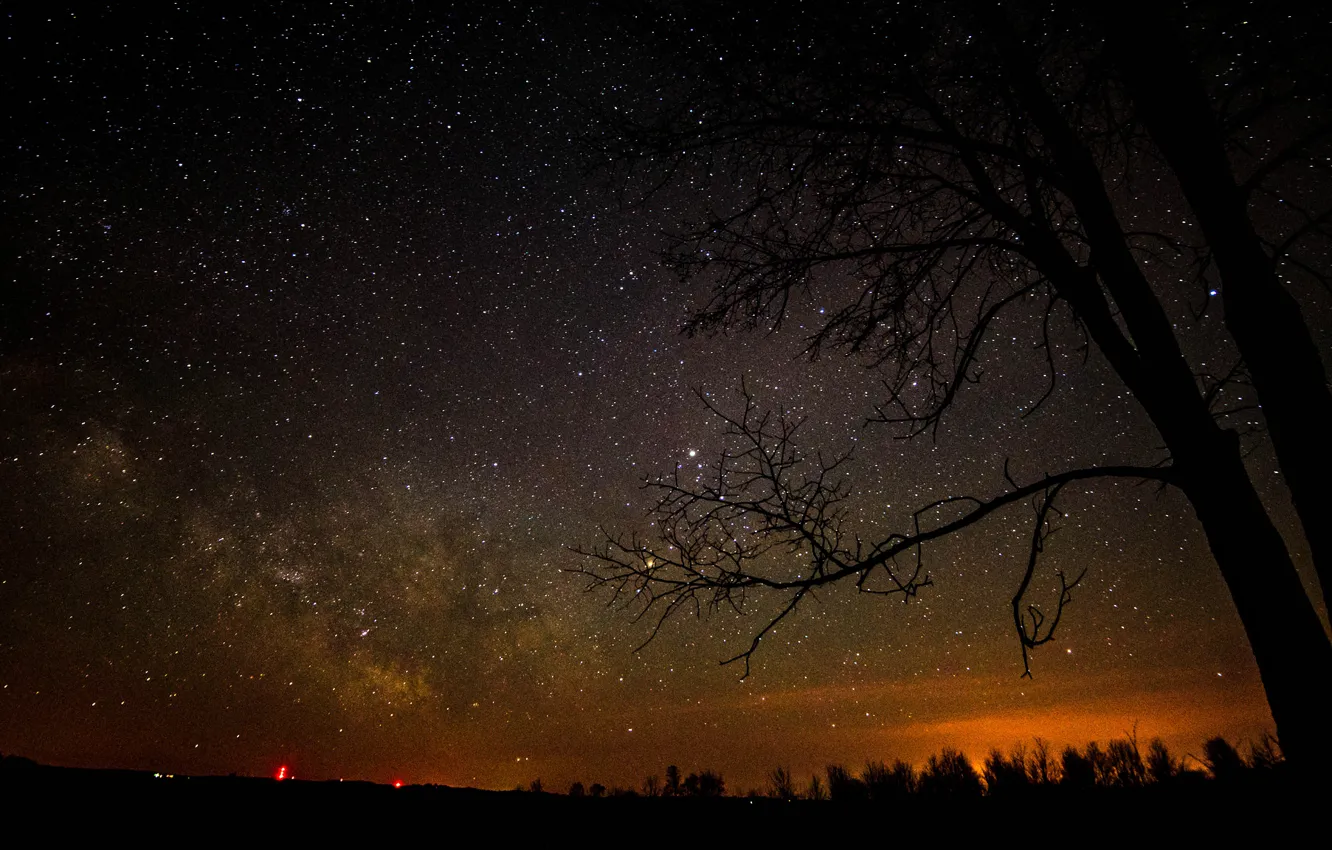Фото обои космос, звезды, деревья, ночь, пространство, млечный путь, силуэты