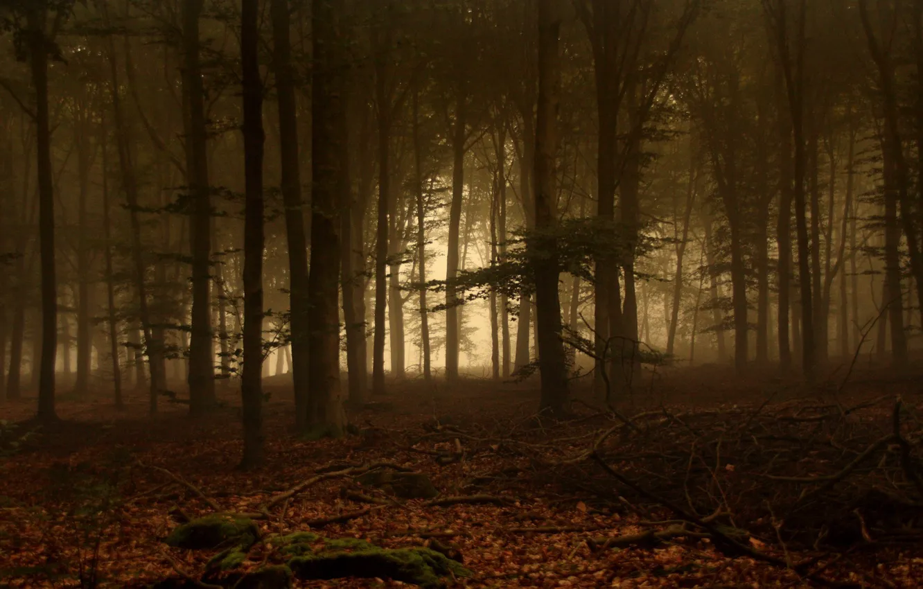 Фото обои Туман, Деревья, Лес, Листья, Ветки, Мох