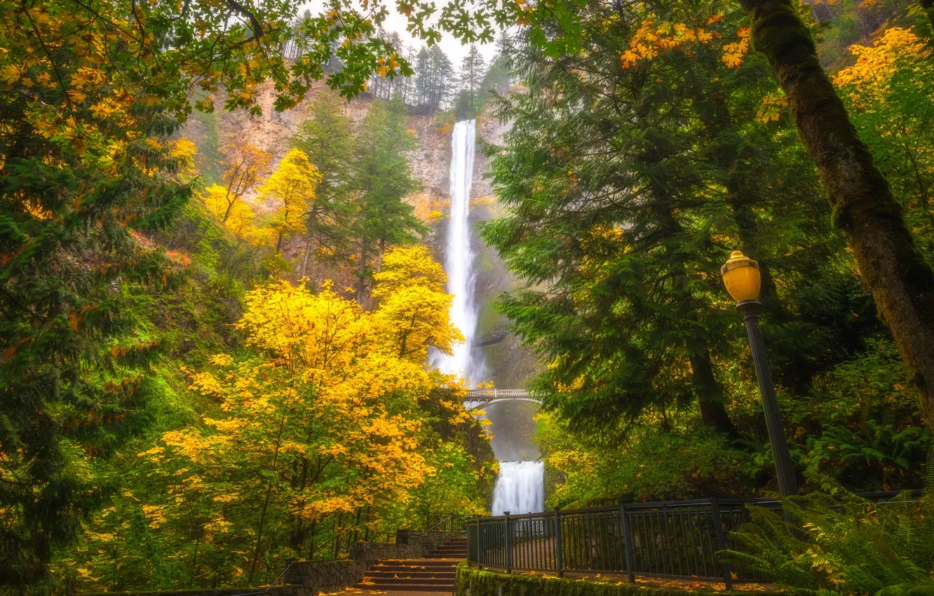 Фото обои осень, лес, деревья, туман, парк, скалы, стволы, вид