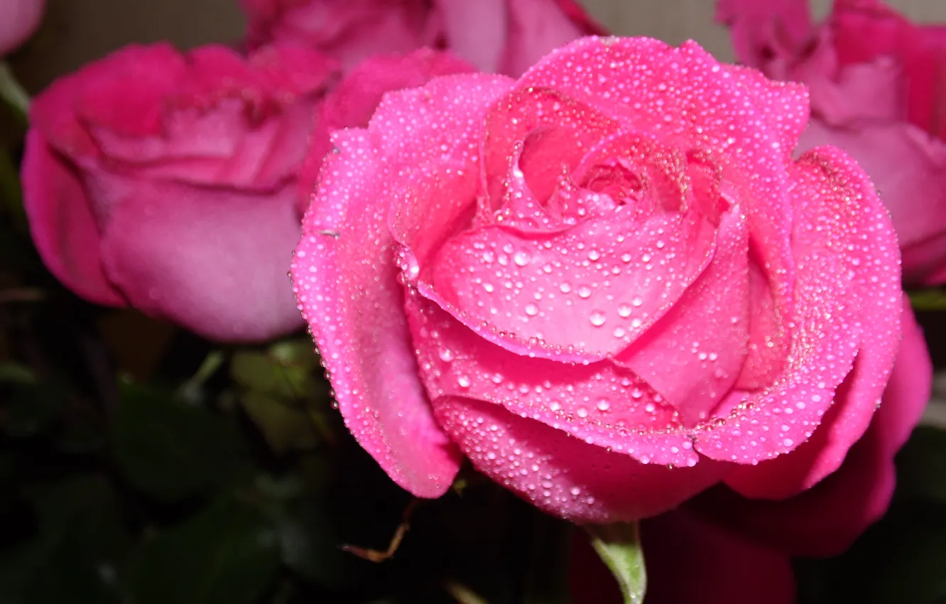 Фото обои радость, подарок, нежность, розы, розовые, цевты