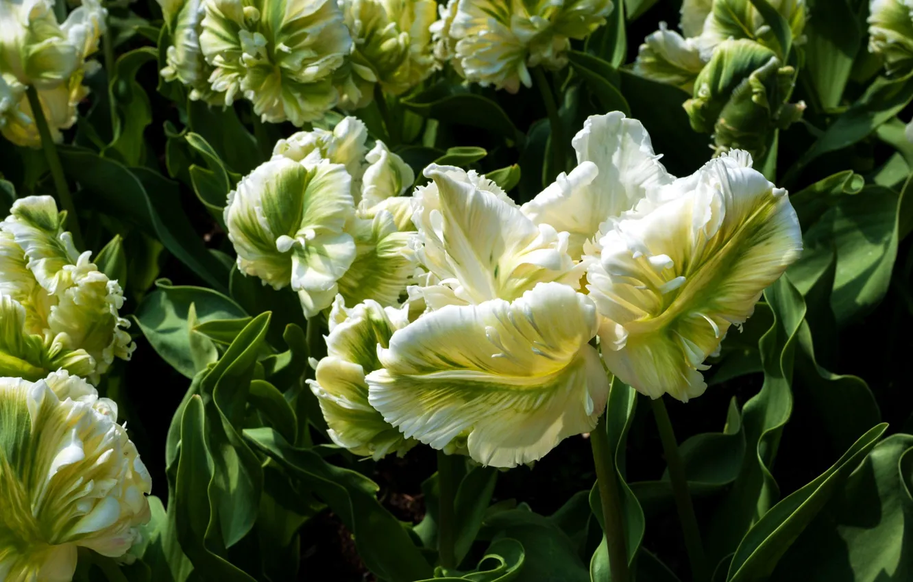 Фото обои тюльпаны, клумба, зелёные