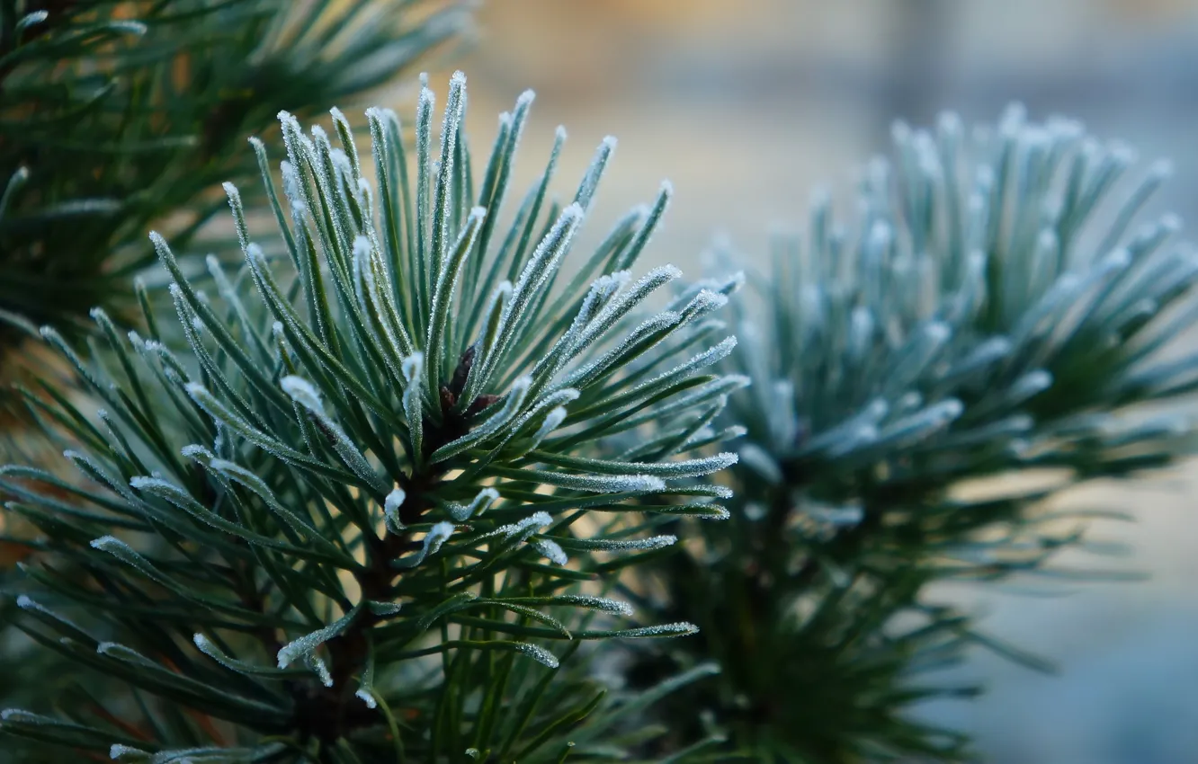 Фото обои green, pine, twig
