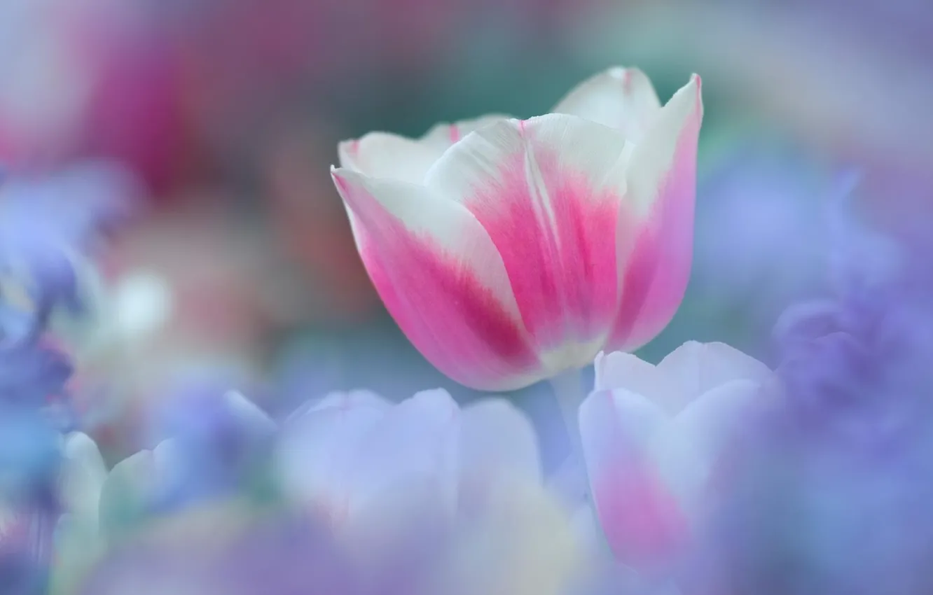 Фото обои белый, цветок, цветы, розовый, нежность, весна, Тюльпан
