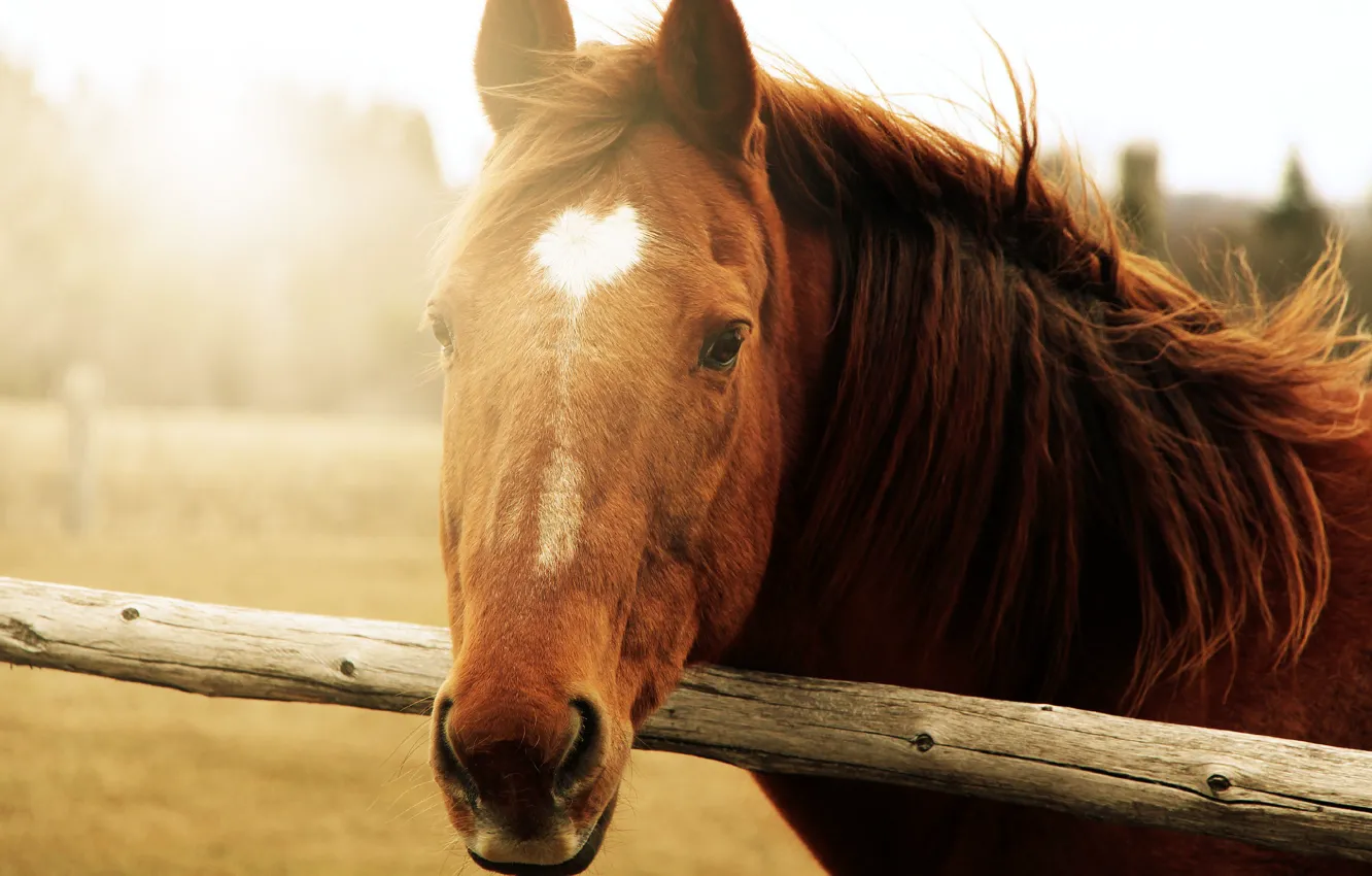 Фото обои животные, морда, солнце, фон, конь, widescreen, обои, лошадь