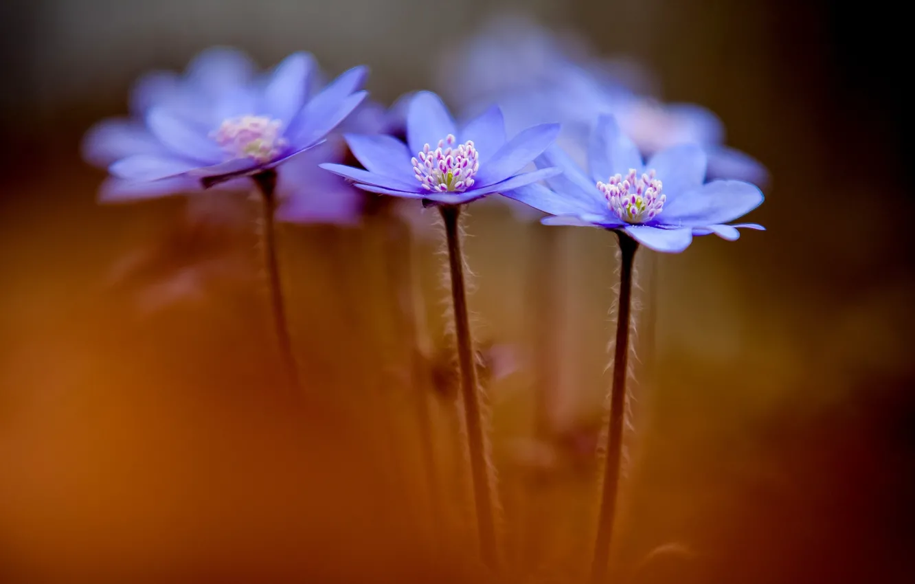 Фото обои цветы, весна, Anemone hepatica