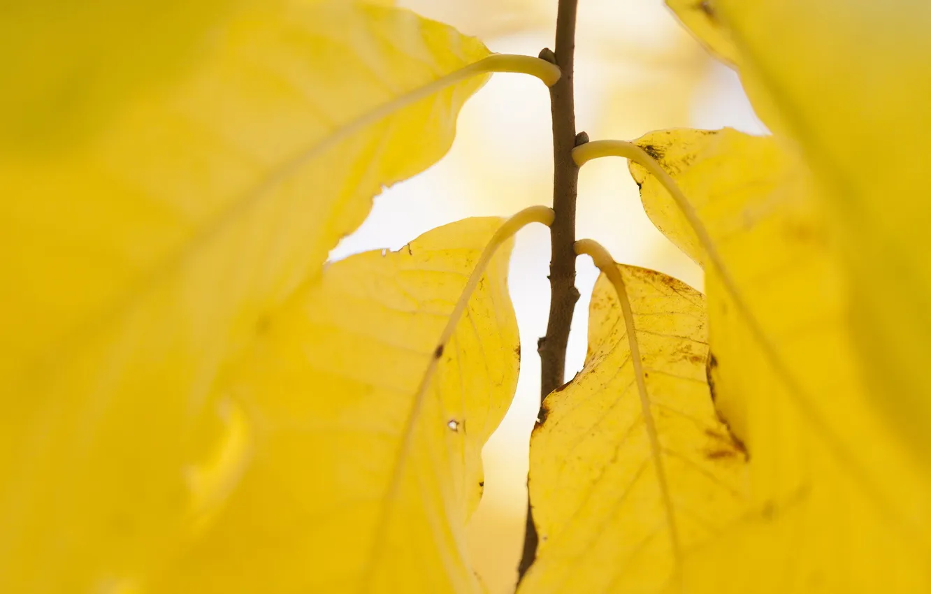Фото обои yellow, Autumn, leaves