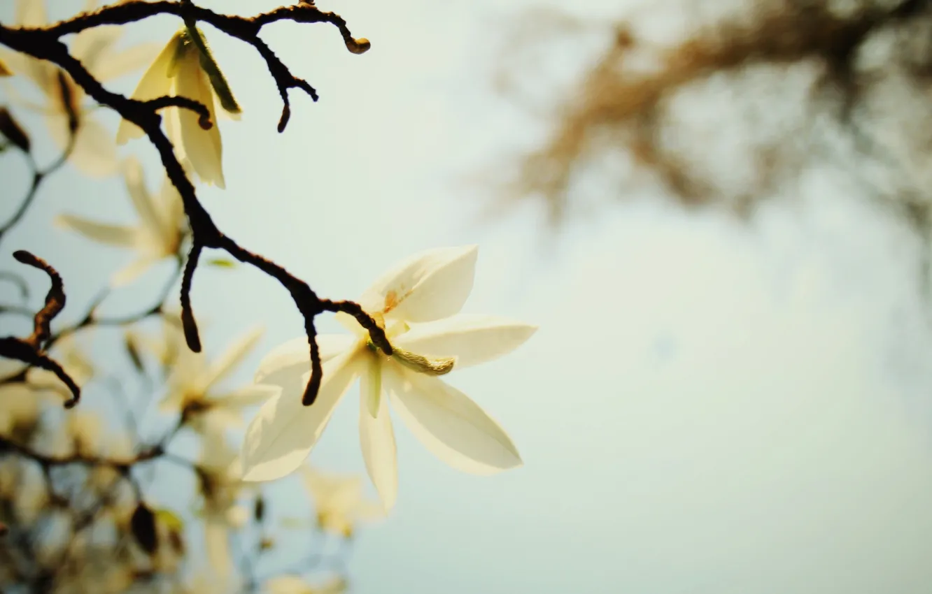 Фото обои белый, цветок, небо, макро, ветка, весна, лепестки