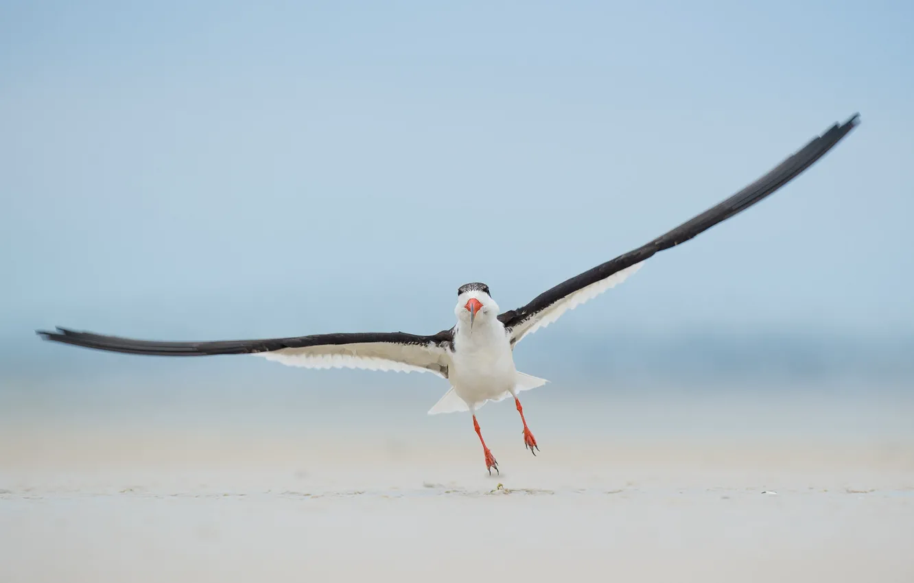 Фото обои beach, bird, landing, wildlife, black skimmer