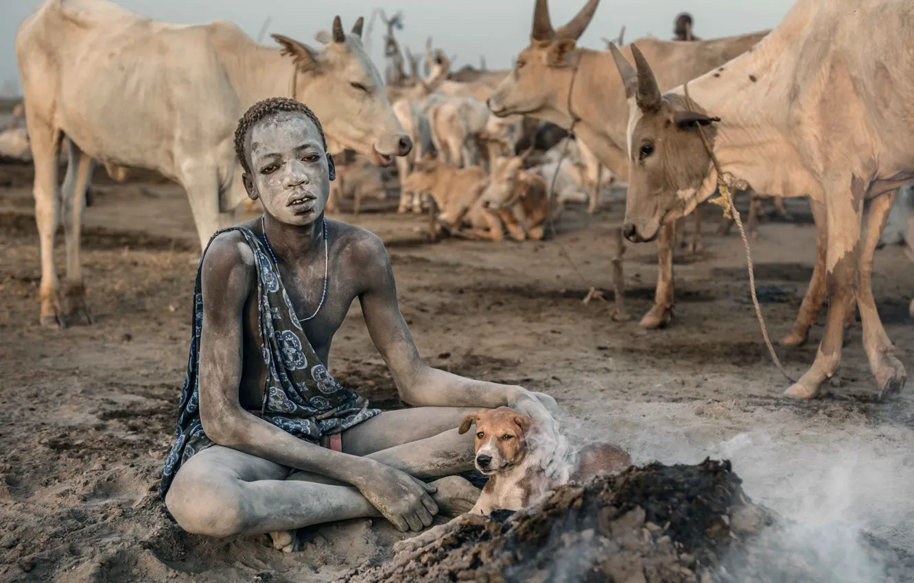 Фото обои человек, собака, скот, Terekeka, South Sudan