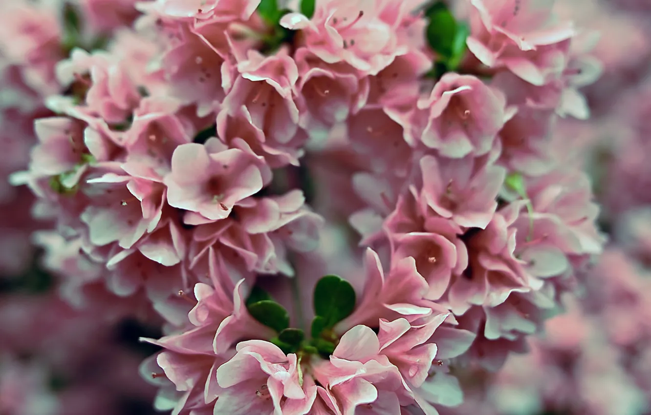 Фото обои цветы, розовый, pink, flowers