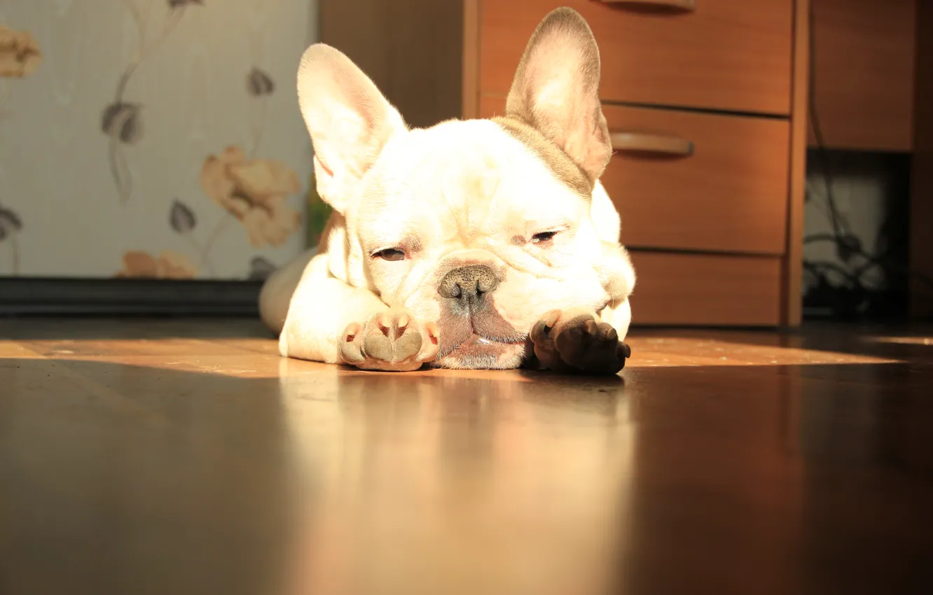 Фото обои солнце, лежит, французский бульдог, French Bulldog
