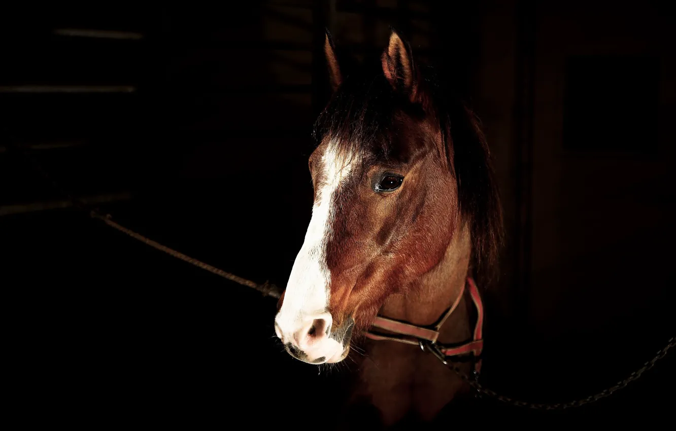 Фото обои взгляд, морда, темнота, конь, лошадь, портрет, цепь, черный фон