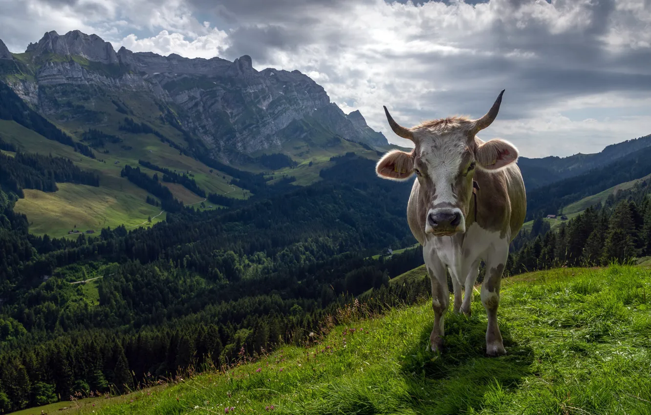 Фото обои горы, природа, корова